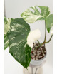 Monstera deliciosa variegata
