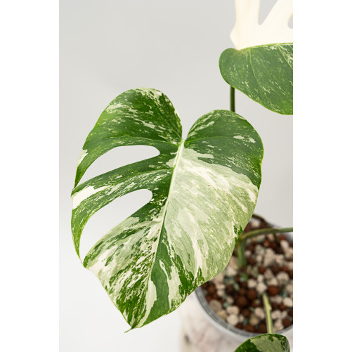 Monstera deliciosa variegata