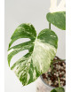 Monstera deliciosa variegata