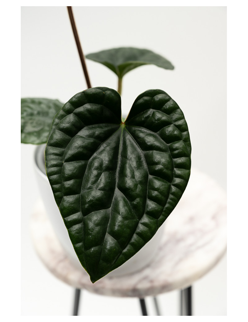 Anthurium luxurians