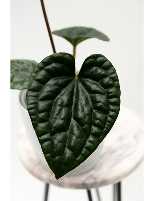 Anthurium luxurians