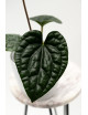 Anthurium luxurians