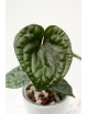 Anthurium luxurians