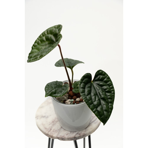 Anthurium luxurians
