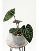 Anthurium luxurians