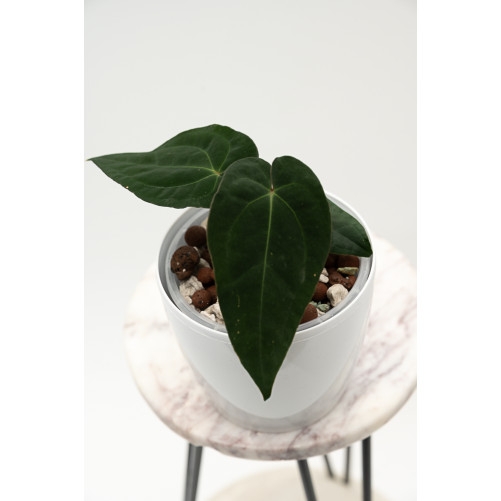 Anthurium besseae aff x...