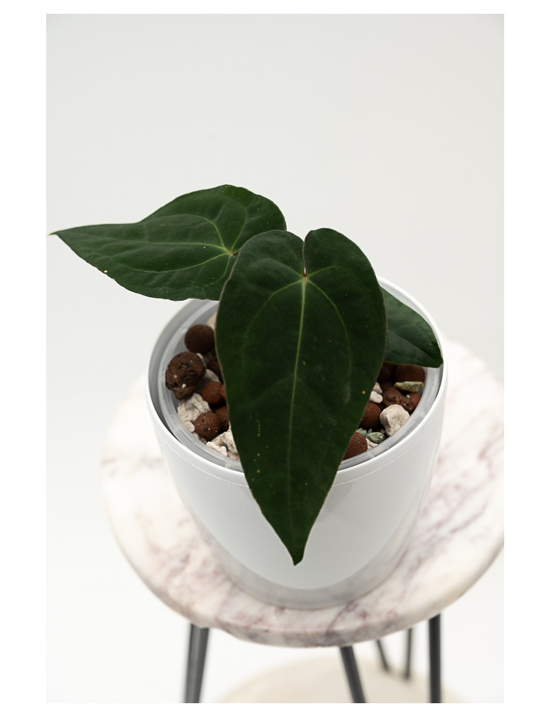 Anthurium besseae aff x papillilaminum