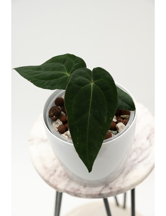 Anthurium besseae aff x papillilaminum