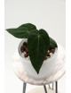 Anthurium besseae aff x papillilaminum