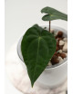 Anthurium besseae aff x papillilaminum