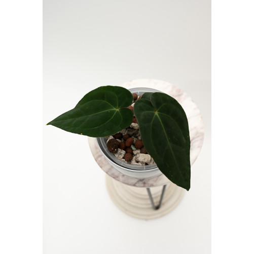 Anthurium besseae aff x papillilaminum