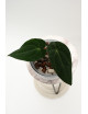 Anthurium besseae aff x papillilaminum