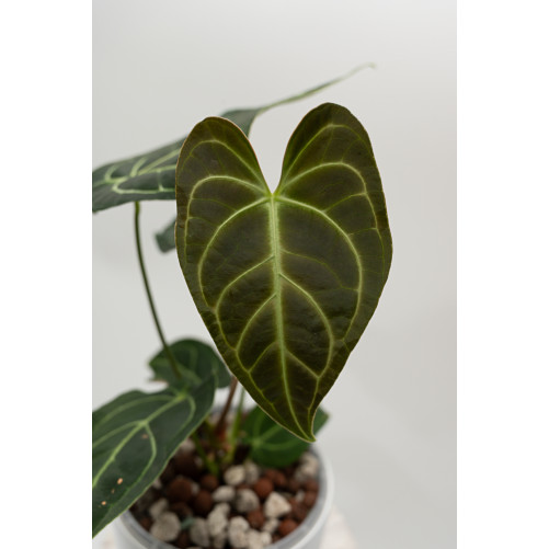 Anthurium regale