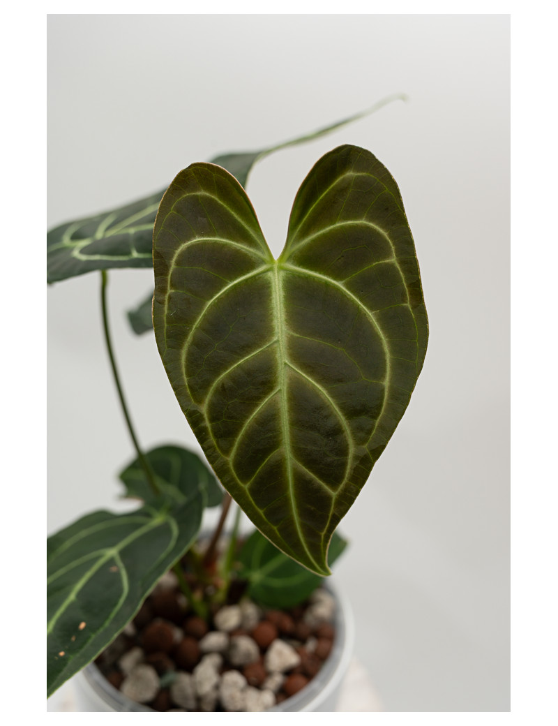 Anthurium regale