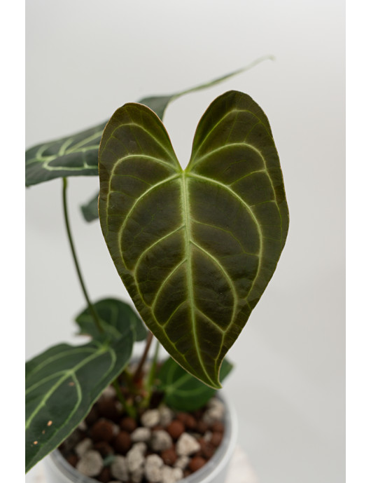 Anthurium regale