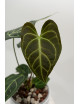 Anthurium regale