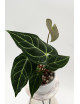 Anthurium regale