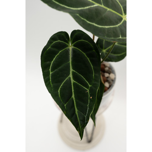 Anthurium regale