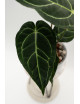 Anthurium regale