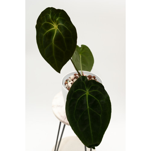 Anthurium magnificum DF x...