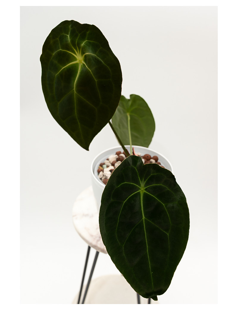 Anthurium magnificum DF x forgetii
