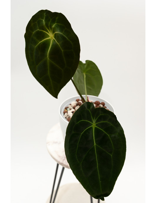 Anthurium magnificum DF x forgetii