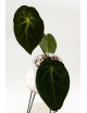 Anthurium magnificum DF x forgetii