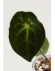 Anthurium magnificum DF x forgetii