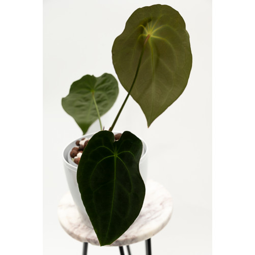 Anthurium magnificum DF x forgetii