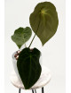 Anthurium magnificum DF x forgetii