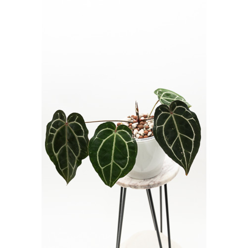 Anthurium Crystallinum...
