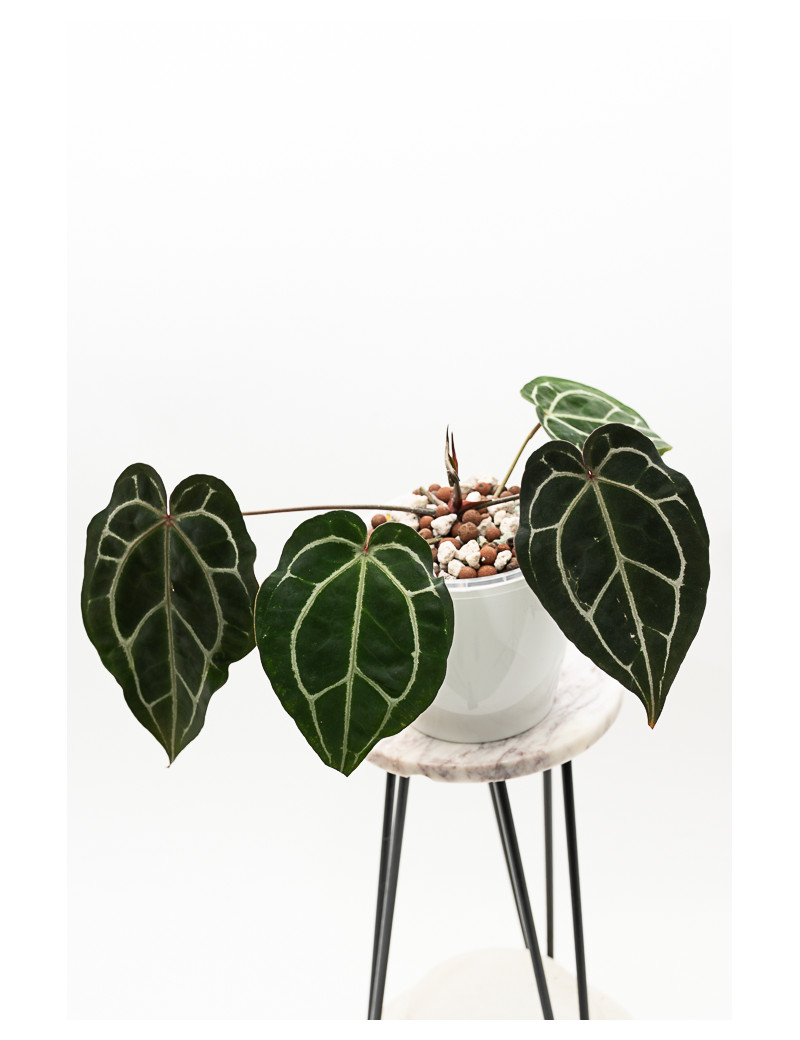 Anthurium Crystallinum Select Color '56' x Michelle