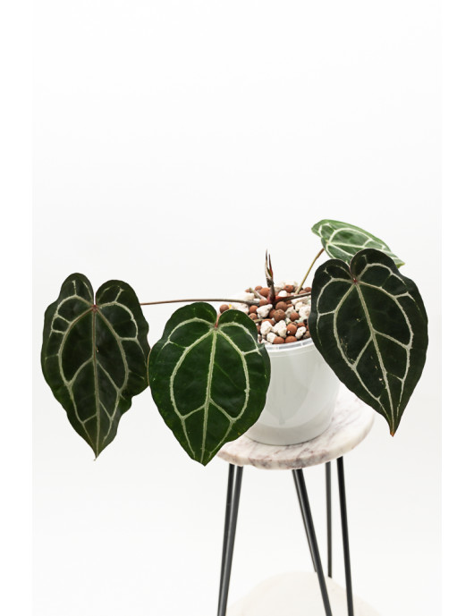 Anthurium Crystallinum...