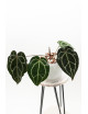 Anthurium Crystallinum Select Color '56' x Michelle