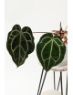 Anthurium Crystallinum Select Color '56' x Michelle