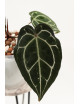 Anthurium Crystallinum Select Color '56' x Michelle