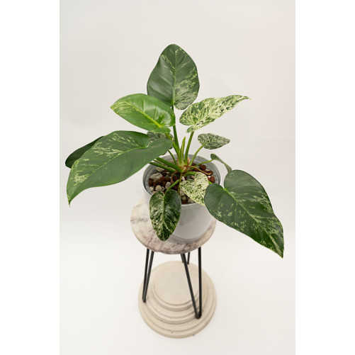 Philodendron giganteum...