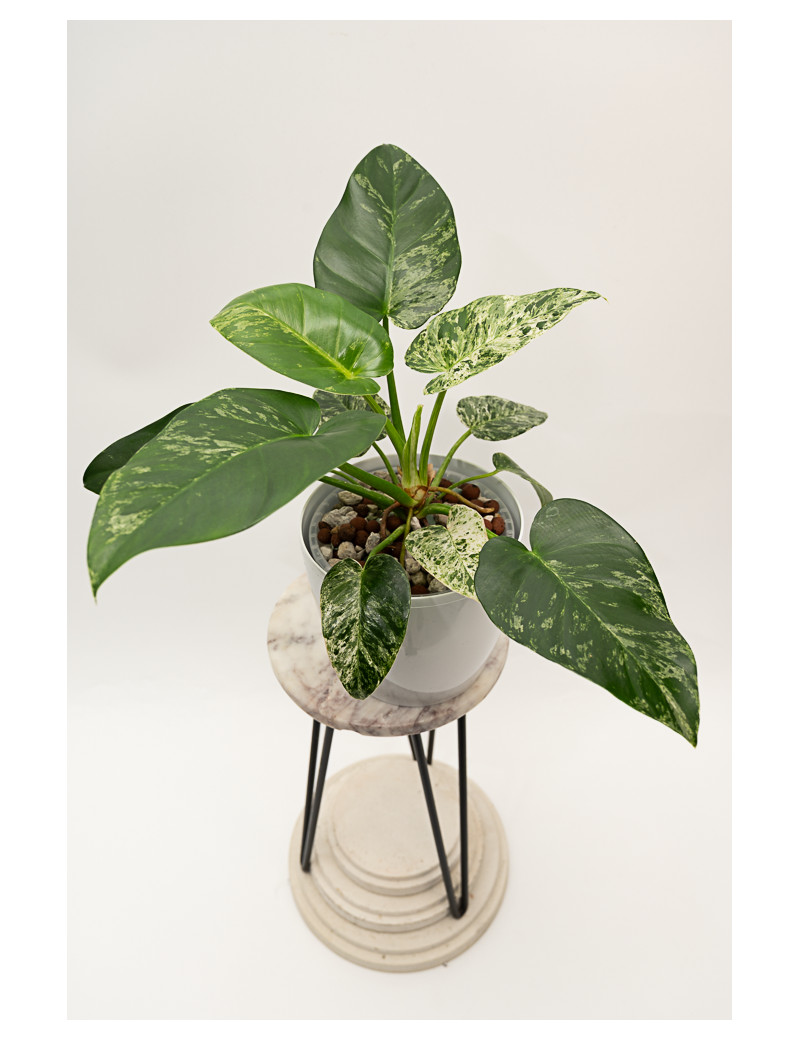 Philodendron giganteum variegata