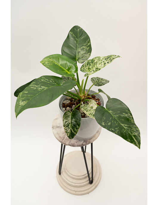 Philodendron giganteum...