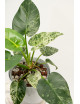 Philodendron giganteum variegata