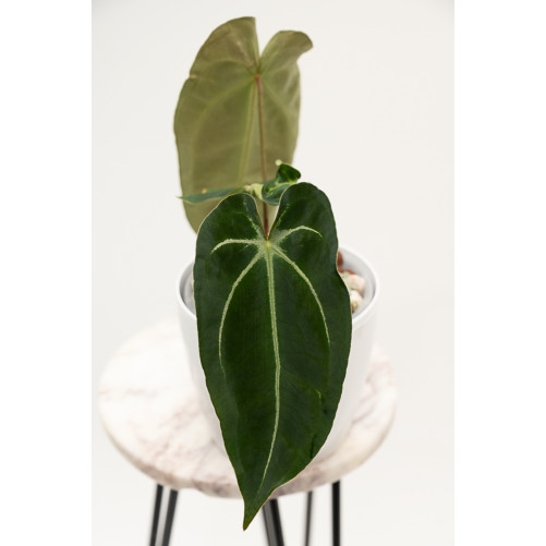 Anthurium forgetii WS x...