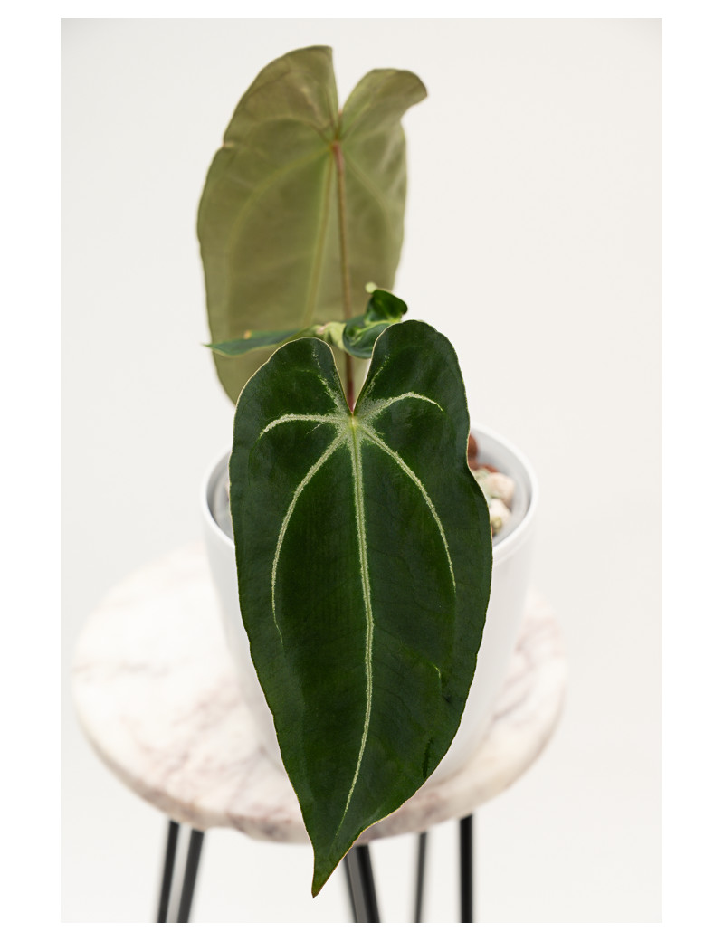 Anthurium forgetii WS x besseae aff NR