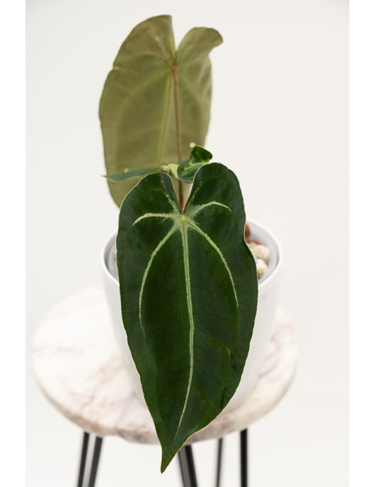 Anthurium forgetii WS x...