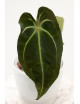 Anthurium forgetii WS x besseae aff NR