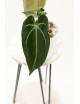 Anthurium forgetii WS x besseae aff NR