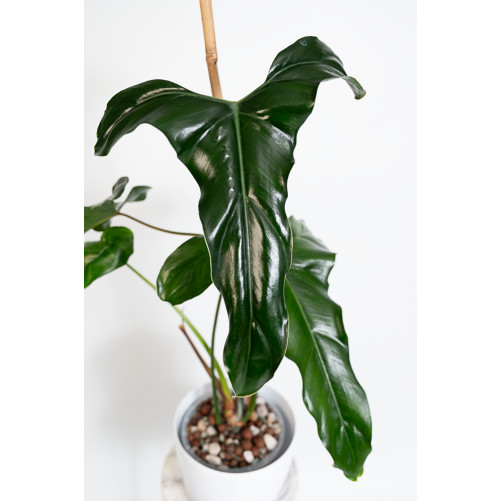 Philodendron delinksii