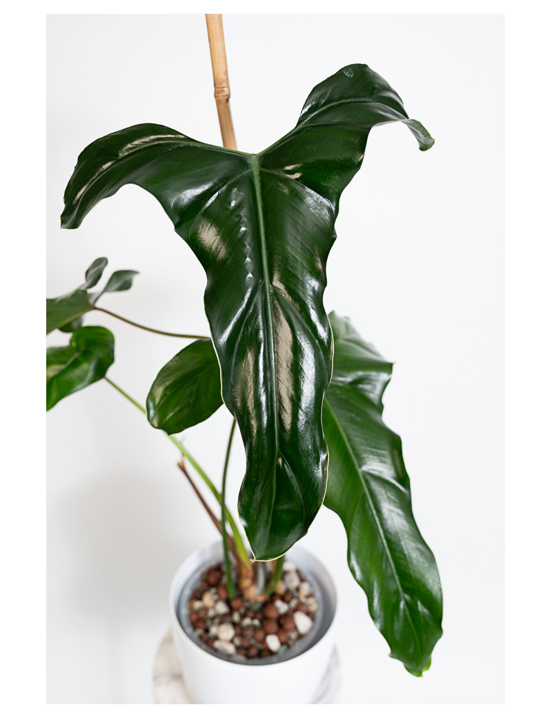 Philodendron delinksii