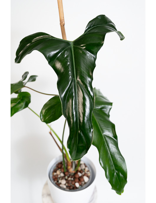 Philodendron delinksii