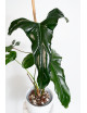 Philodendron delinksii