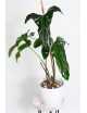 Philodendron delinksii